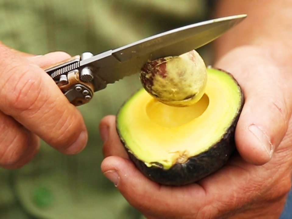 Avocado Price