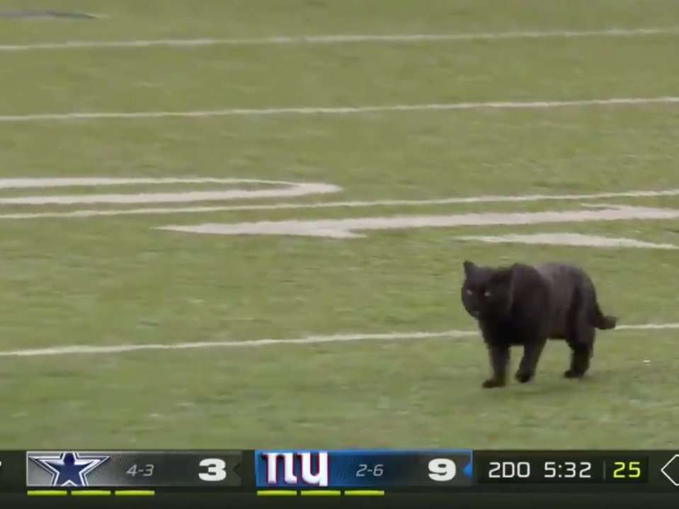 A cat that ran onto the field during 'Monday Night Football' got a flawless  play-by-play call as it ran into the end zone for a touchdown