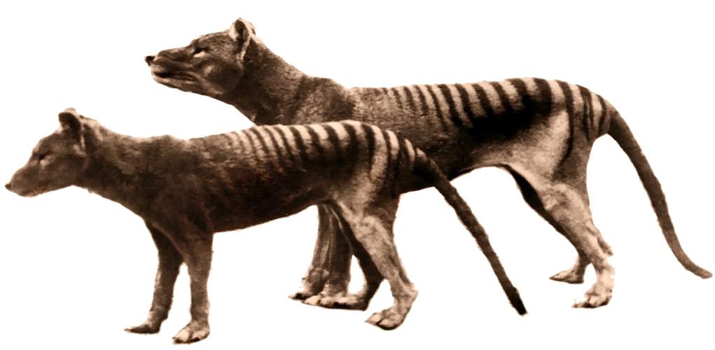 Explained: Considered extinct since 1936, how Tasmanian tiger's sightings  continue to be reported