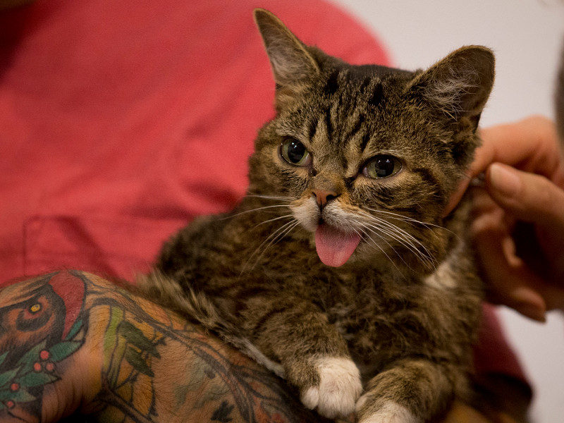 Lil shop bub litter