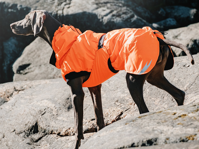 Extreme weather dog outlet coat