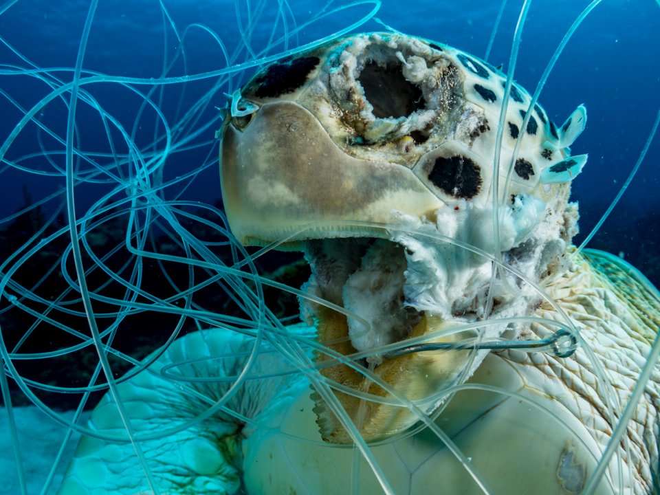 A gut-wrenching photo of a dead turtle stuck in fishing line puts the  plastic problem in stark relief. The image won a prestigious award.