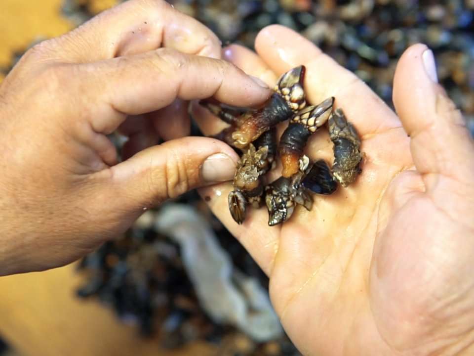 'Lucifer's fingers' are a delicacy in Portugal - and fishermen are ...