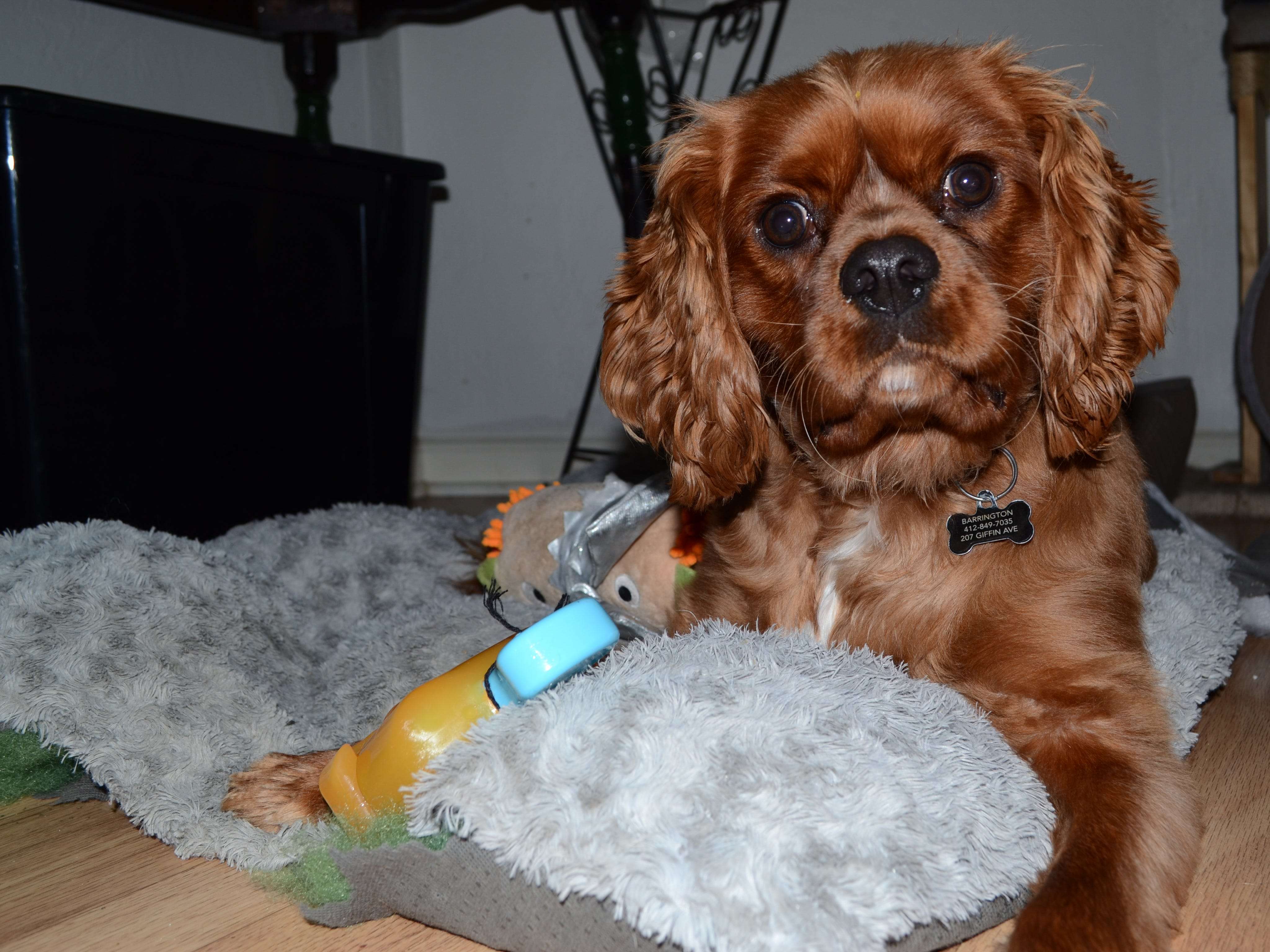 Barkbox Dog Subscription Box Review High Quality Toys And Treats