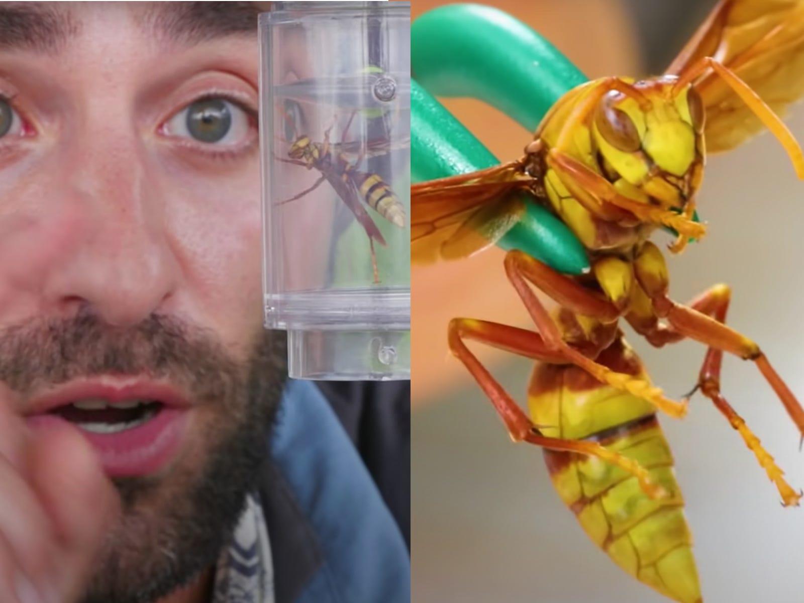 A YouTuber shot a video of a sting from the 'Executioner Wasp,' which