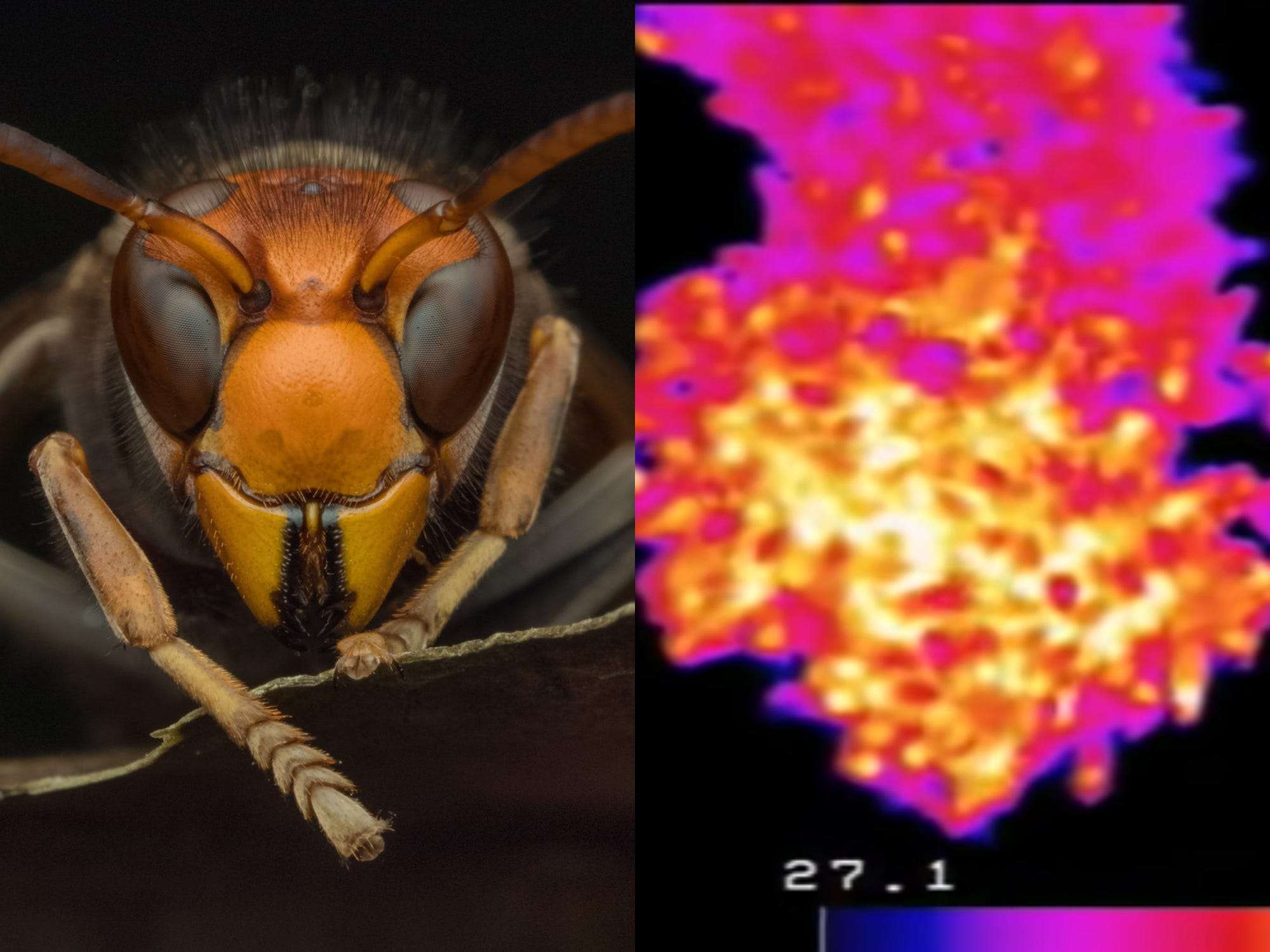 Video Shows That 'Murder Hornets' Can Be Cooked Alive By A Vibrating ...