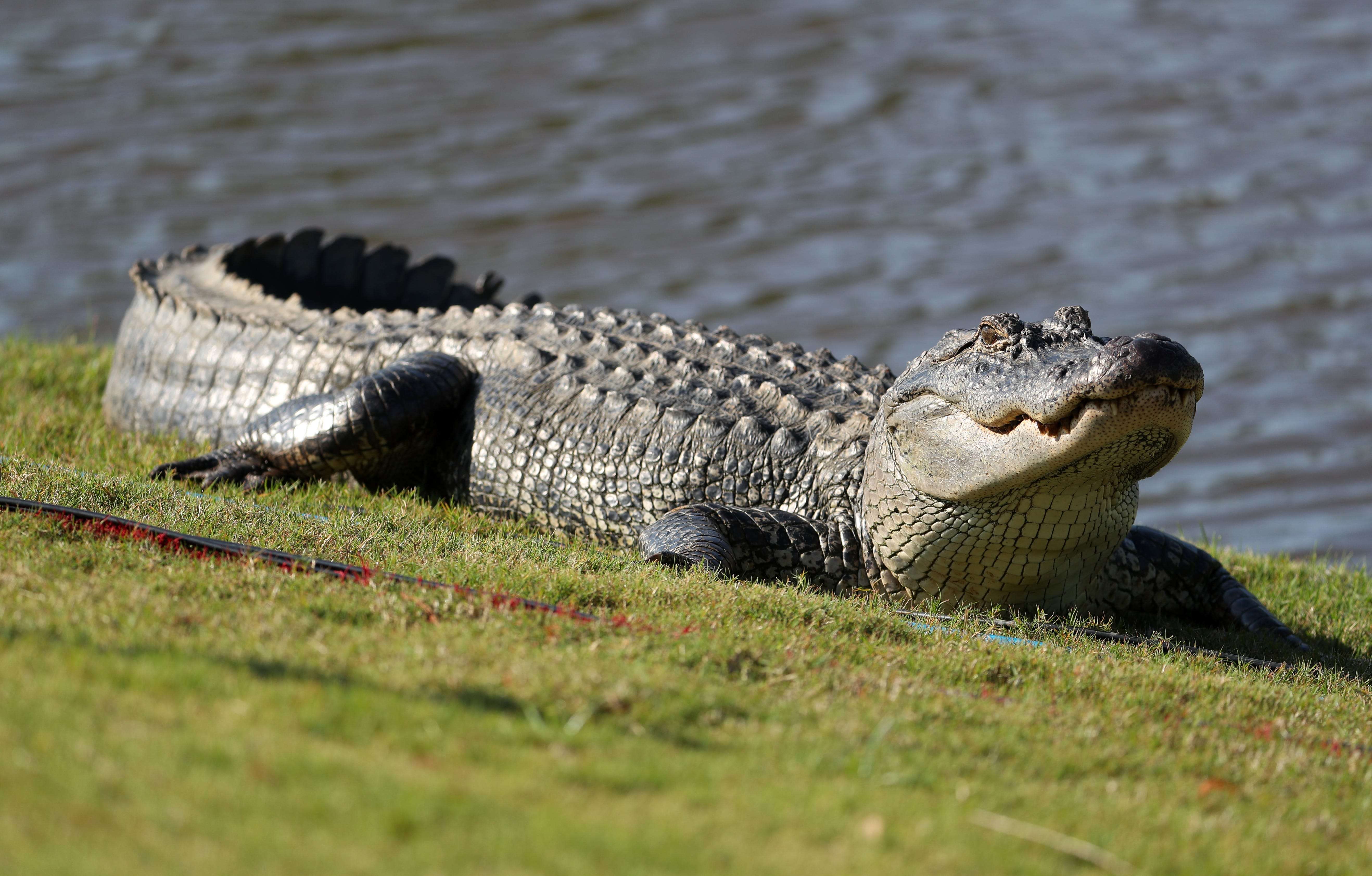 A Manicurist Was Killed By An Alligator Following A House Call During South Carolinas Coronavirus Lockdown ?imgsize=1347816
