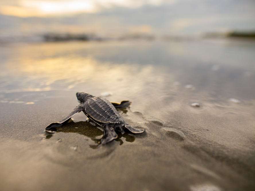 Beaches Around The World May Be Empty, But Conservationists Question If ...