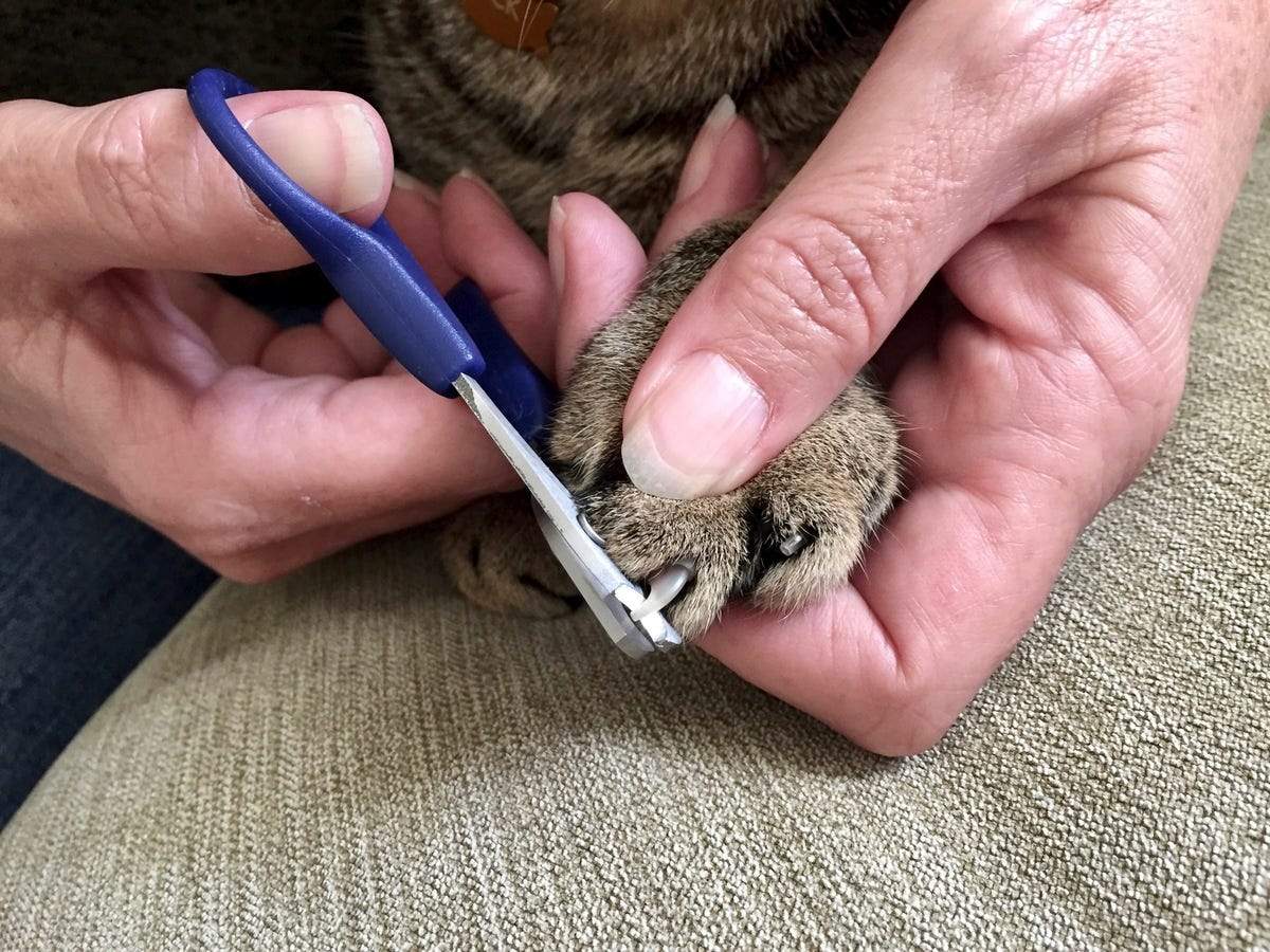 trimming cat claws