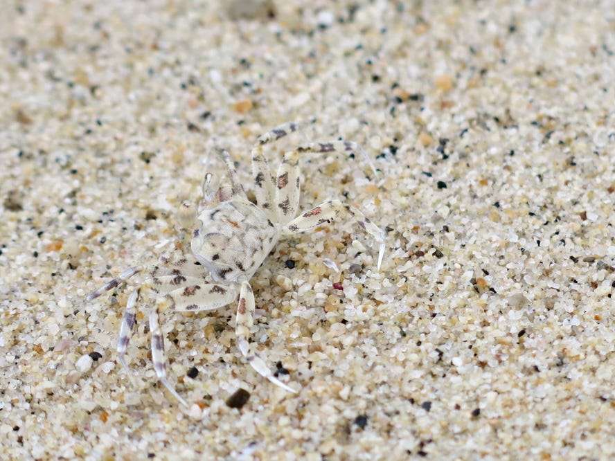 These creatures are masters of disguise — see if you can spot them ...