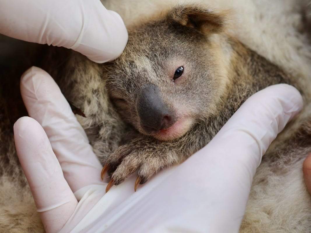 An Australian Wildlife Park Welcomes Its First Baby Koala Of The Year