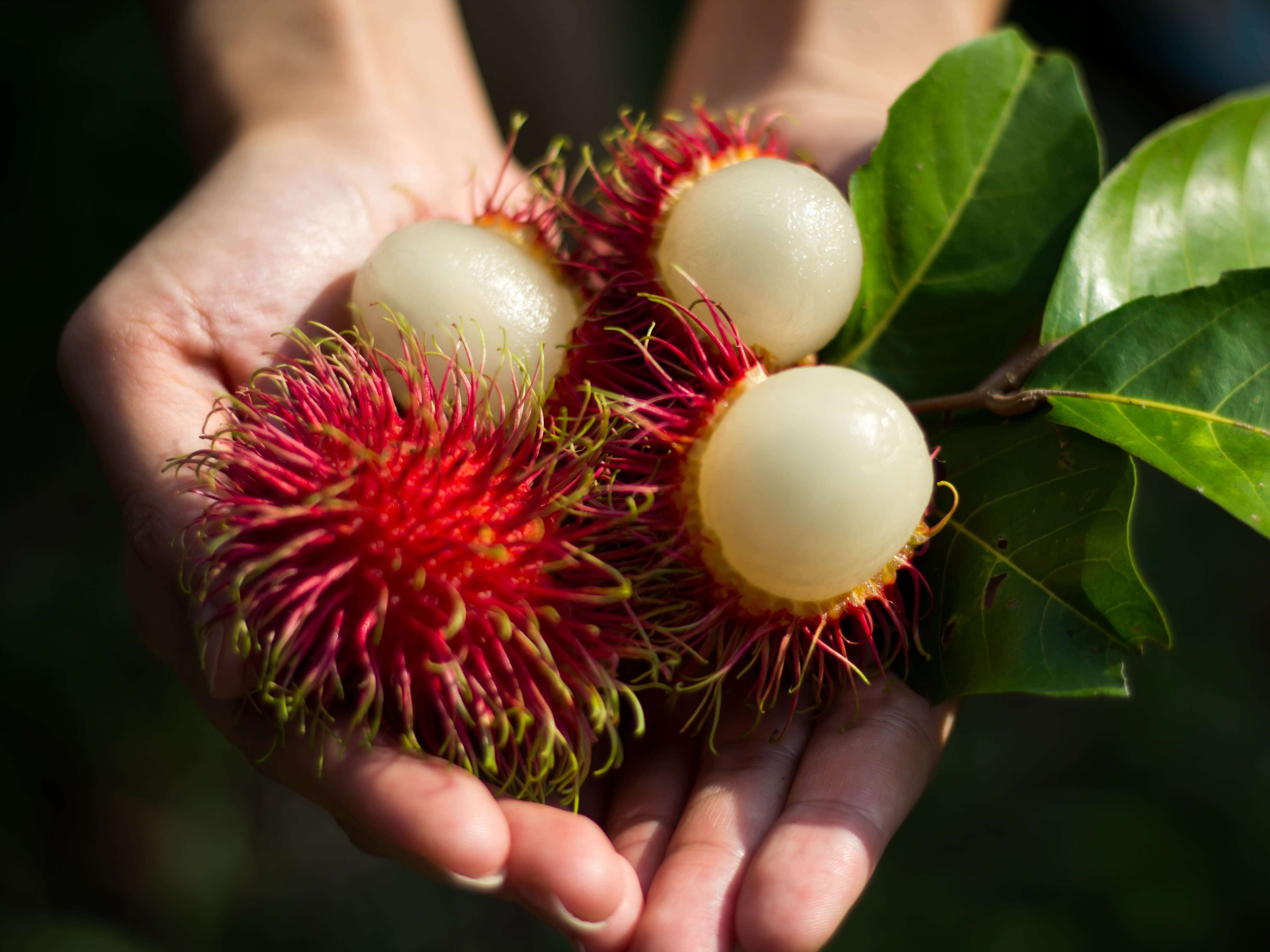 20 Of The Most Unusual Fruits And Vegetables From Around The World 