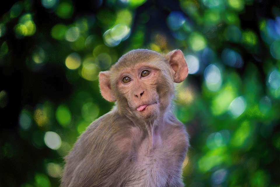 pic of a monkey