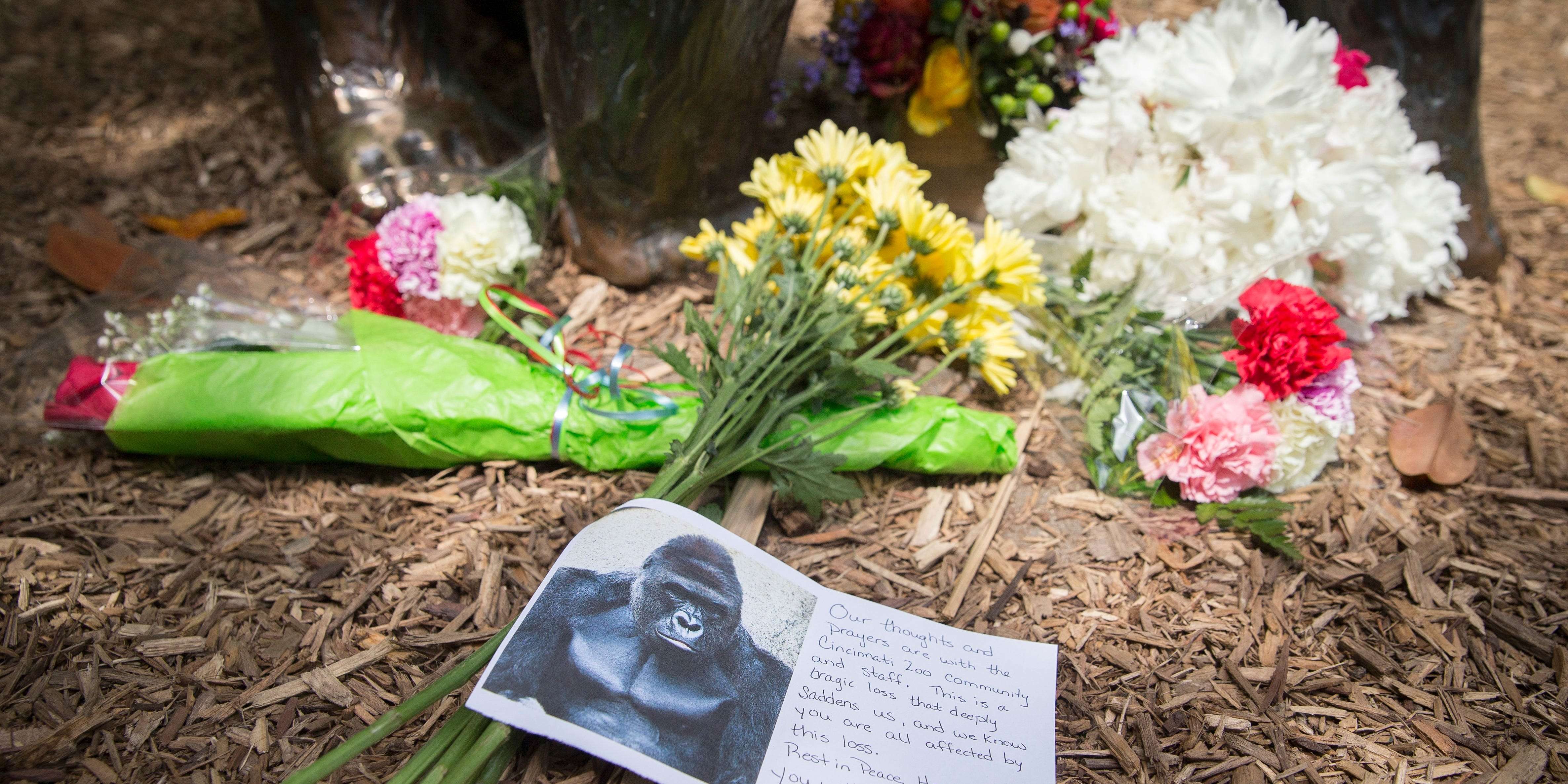 Mourners made Harambe trend on the 4th anniversary of his death, but ...