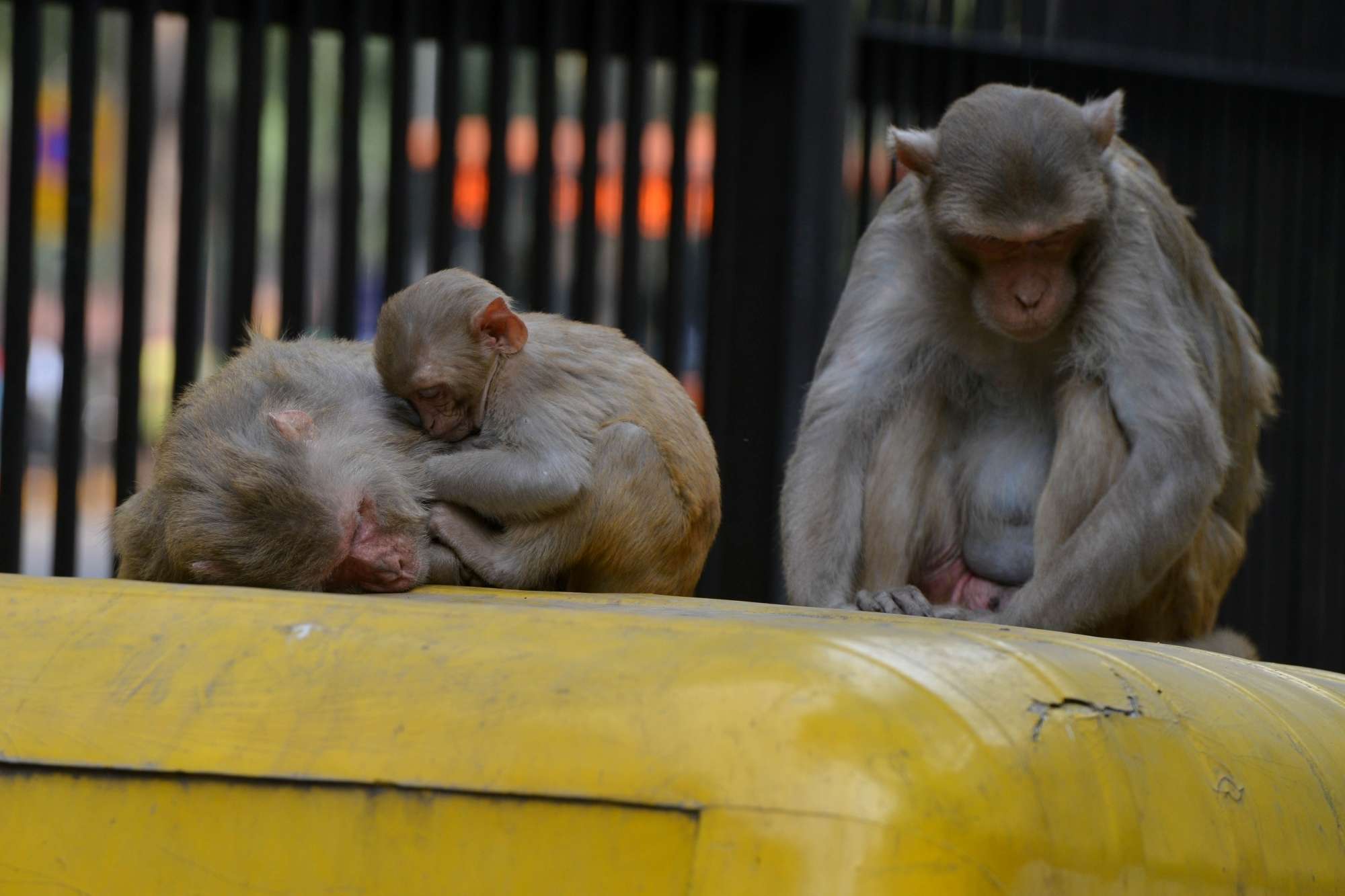 A Six Year Old Alcoholic Monkey In India Will Serve Life Sentence Business Insider India