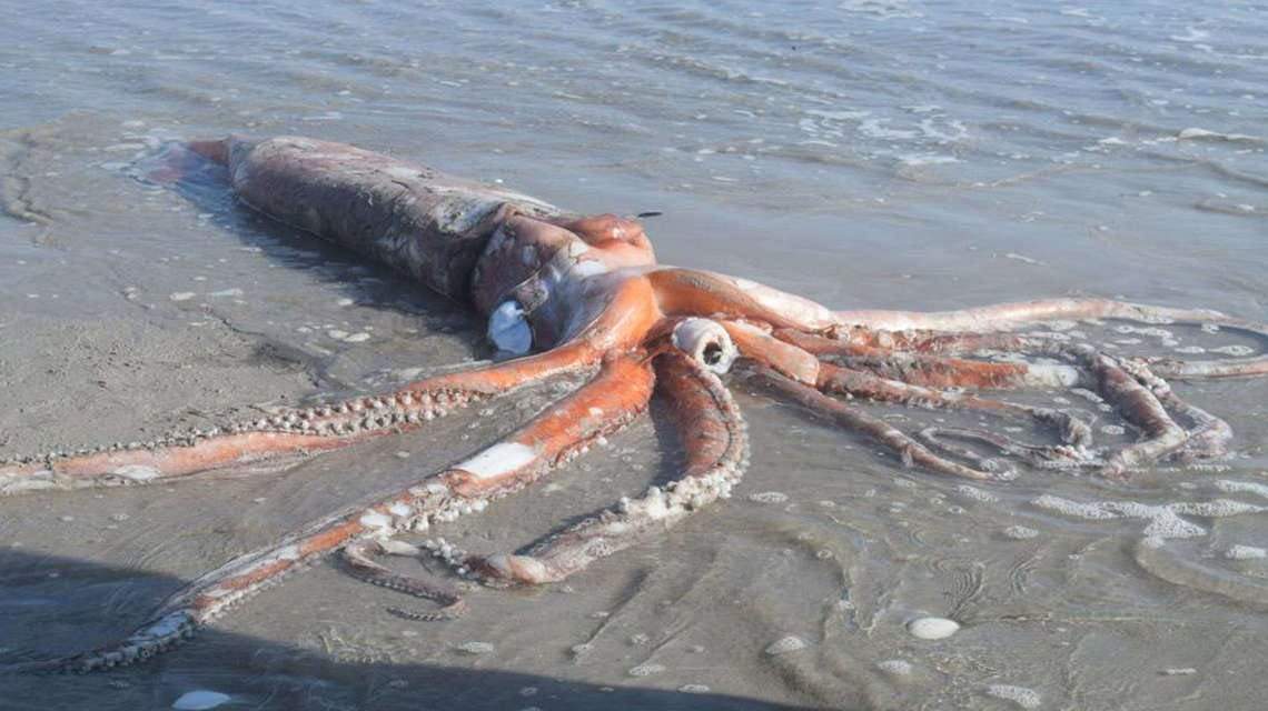 Photos show a rare, 14-foot giant squid that washed ashore in South ...