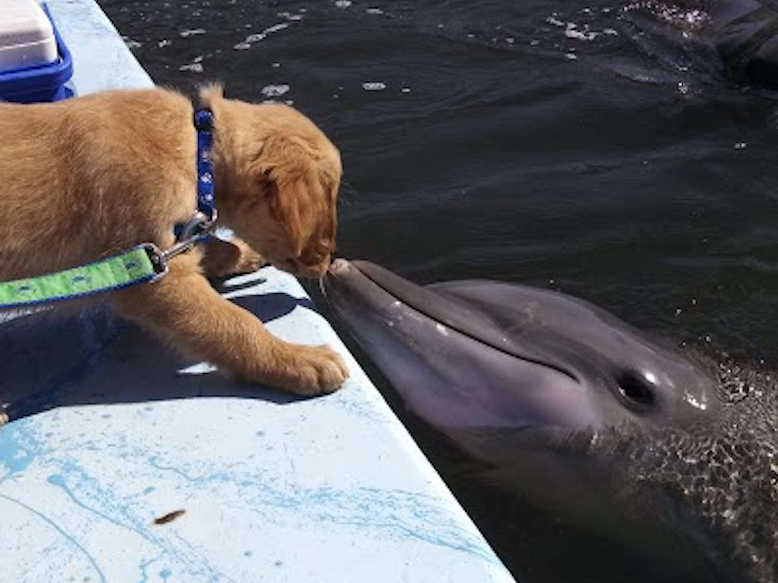 A dog and a dolphin in Florida have been best friends for 8 years and ...