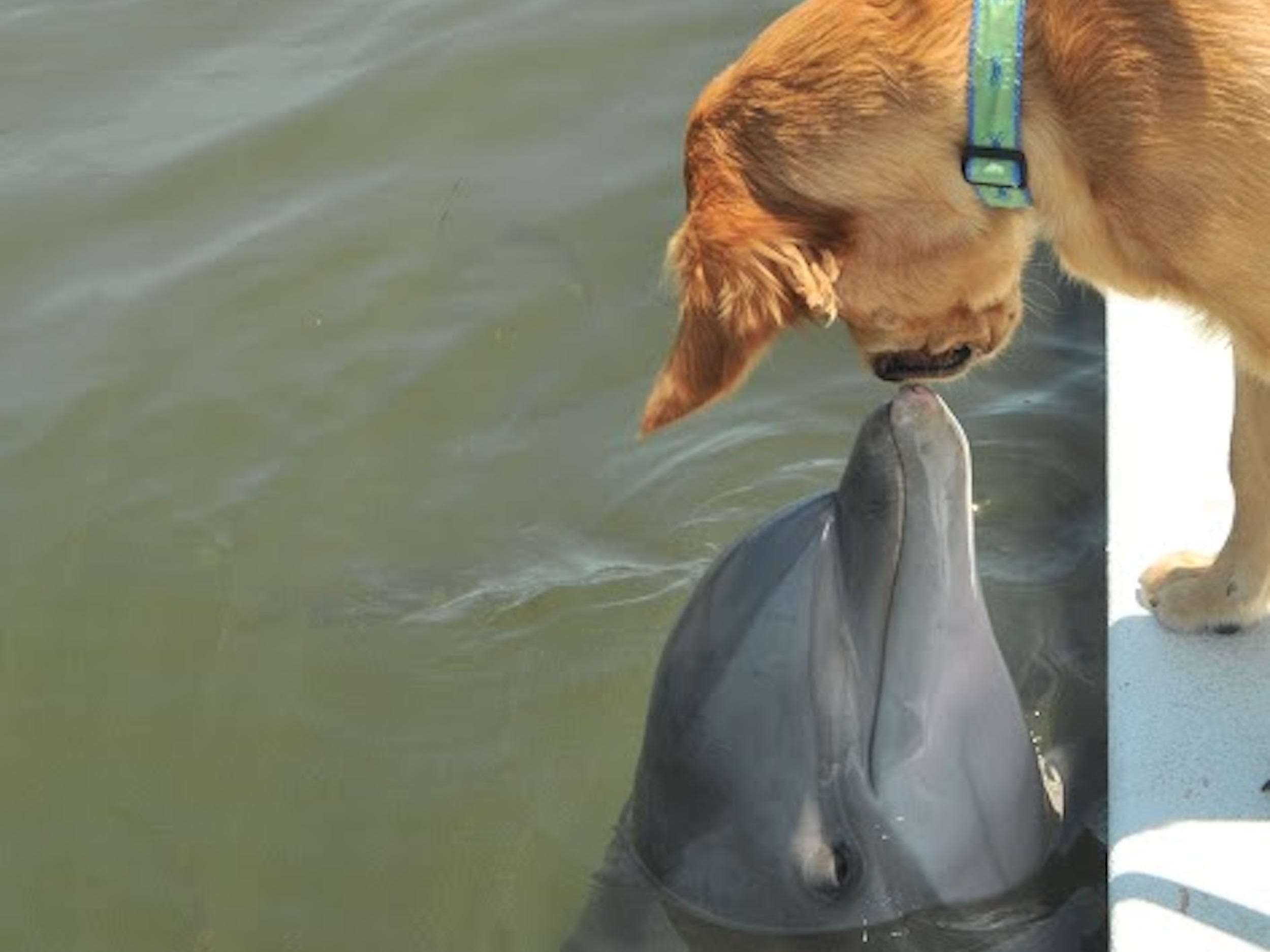 A dog and a dolphin in Florida have been best friends for 8 years and ...