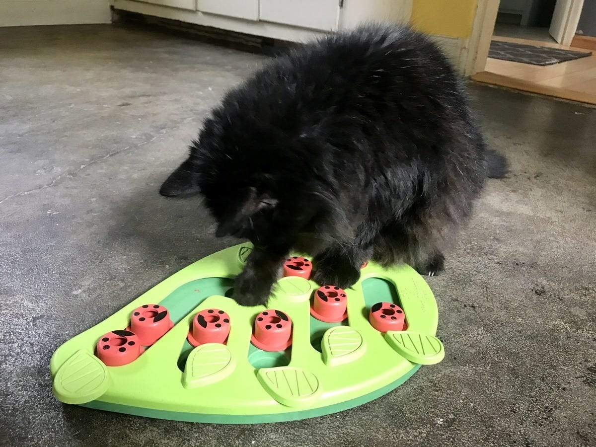 cat food puzzle toys