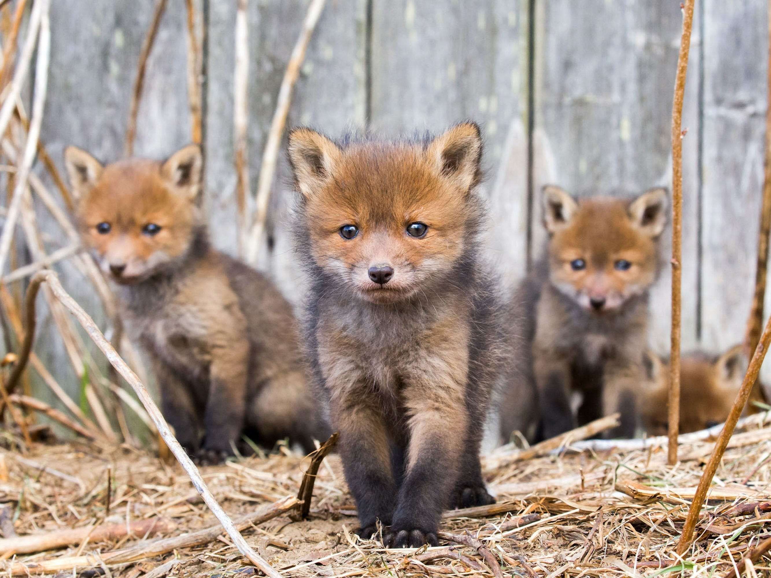 Baby fox фото