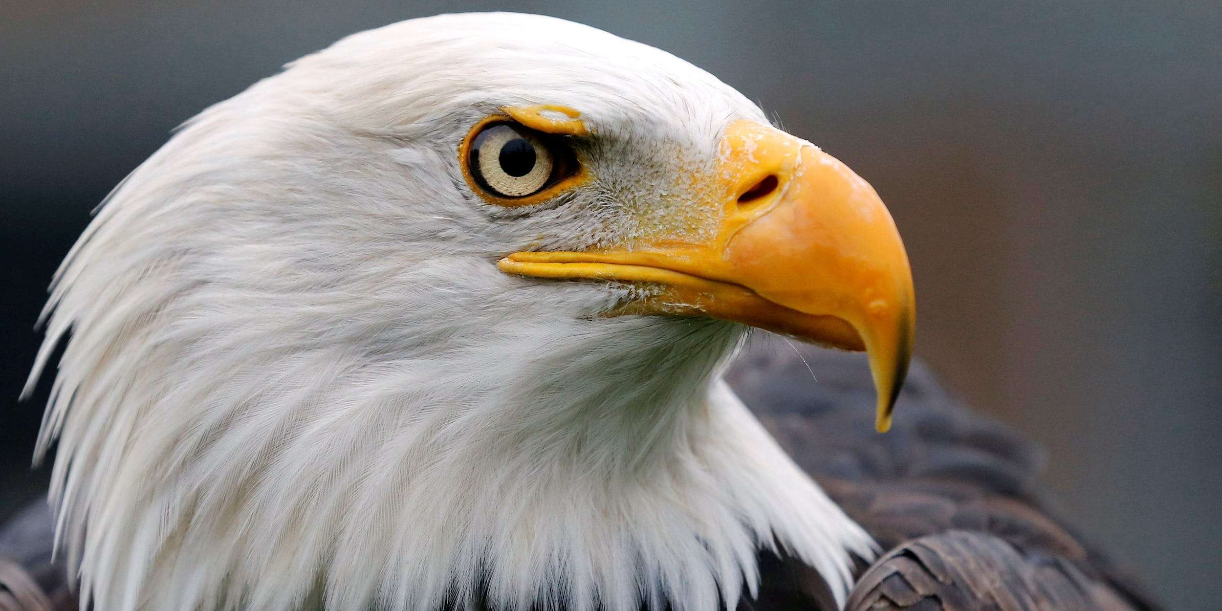 a-bald-eagle-flying-over-lake-michigan-attacked-a-government-owned