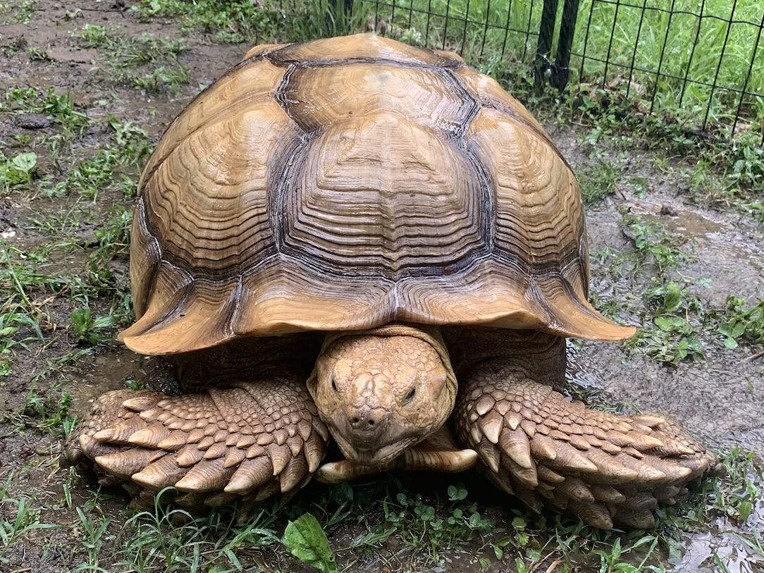 A Pet Tortoise Named Solomon Is Back Home After He Was Missing For More Than 2 Months In A Tennessee Town Business Insider India