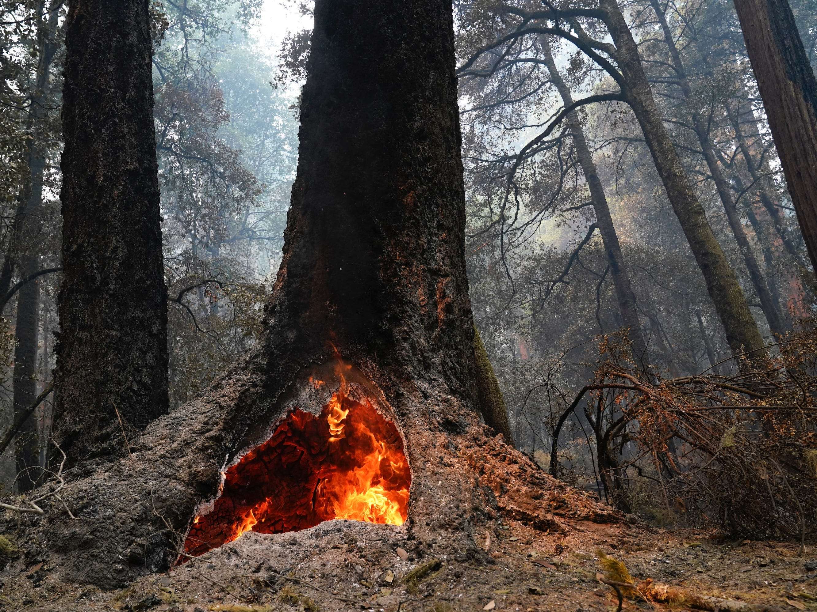 'The Forest ... Is Resetting': California Wildfires Burned Hundreds Of ...