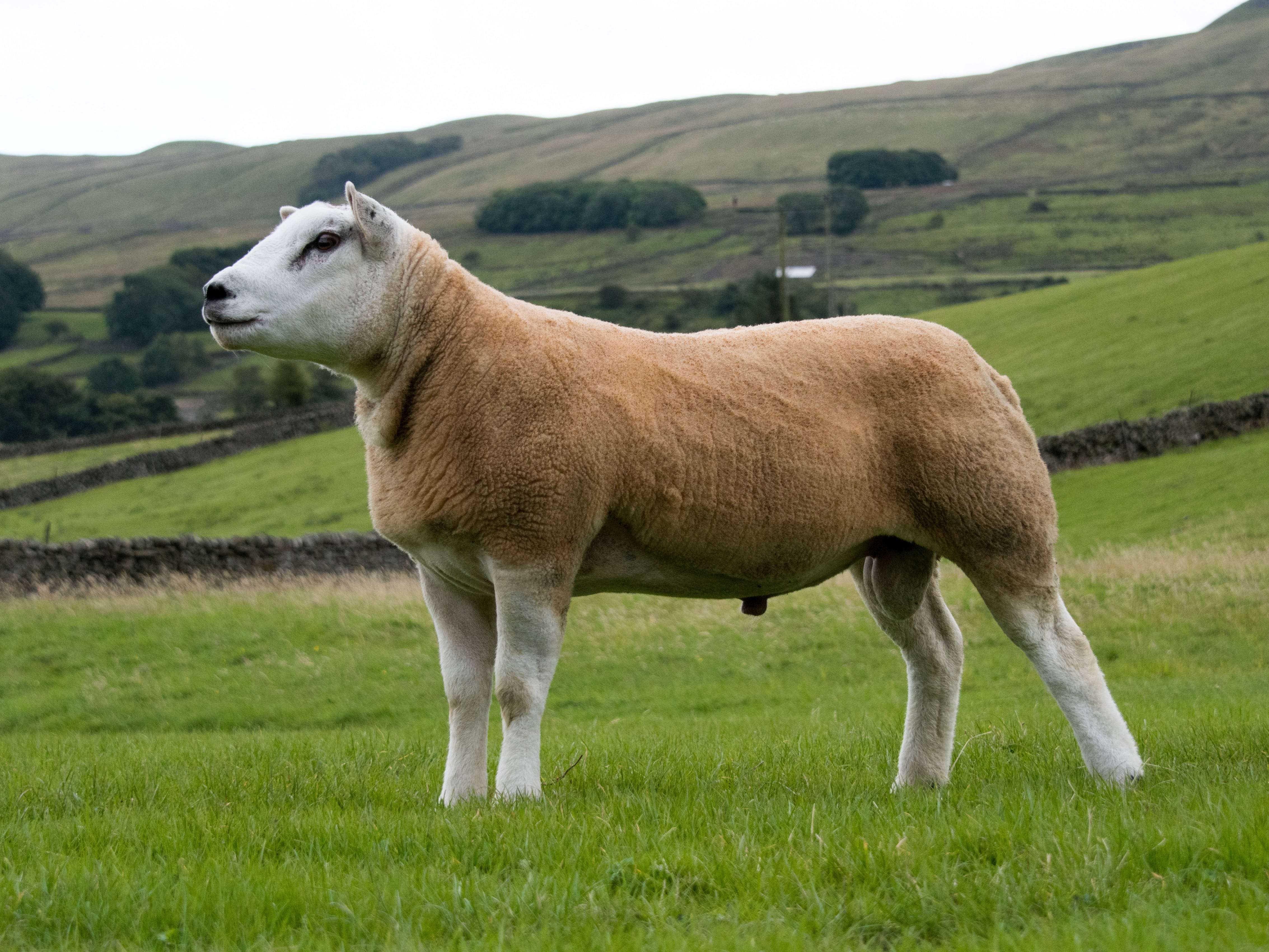 the-world-s-most-expensive-sheep-was-sold-in-scotland-for-almost-half-a