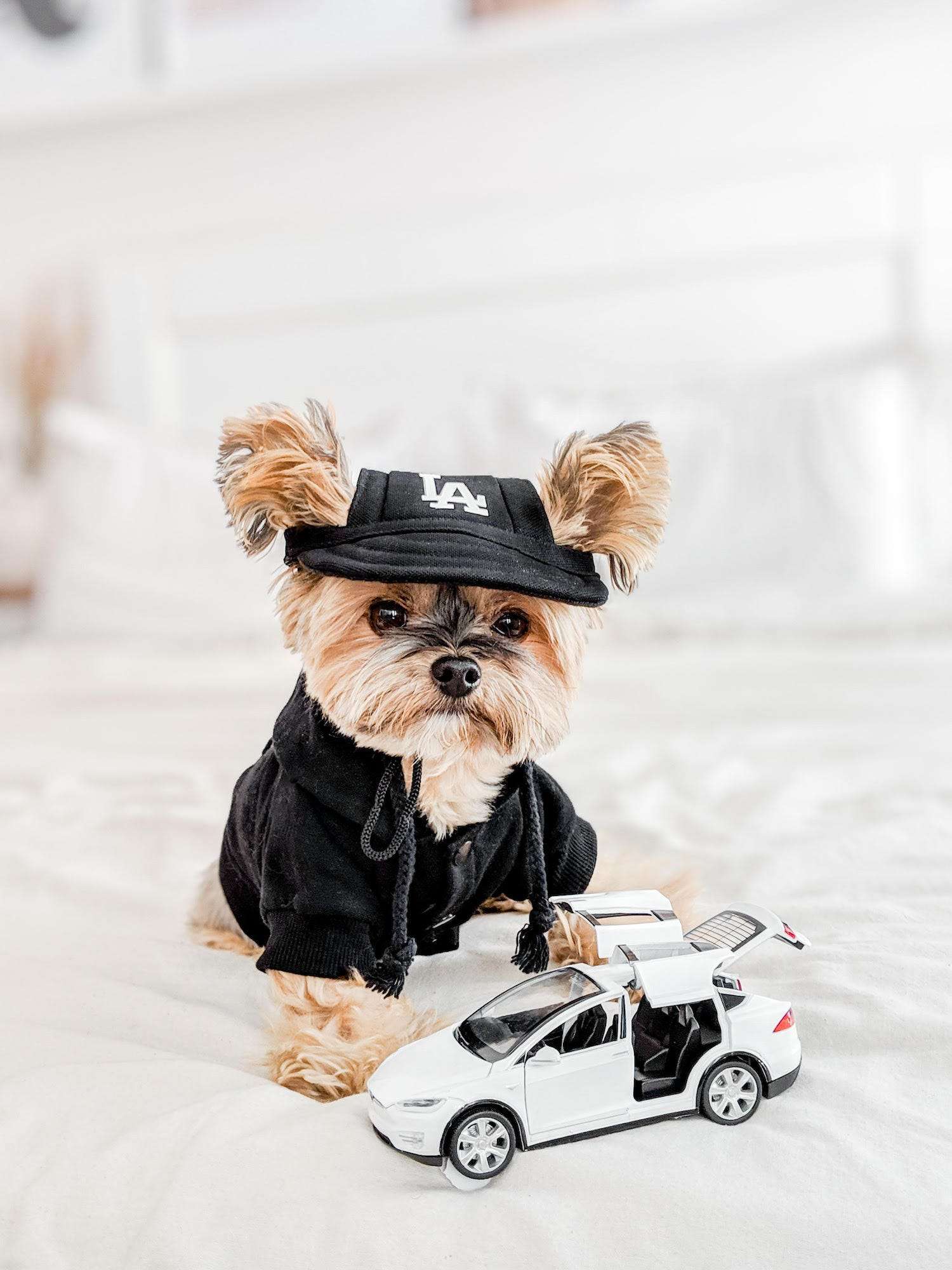 yorkie dogs dressed up in louis vuitton｜TikTok Search