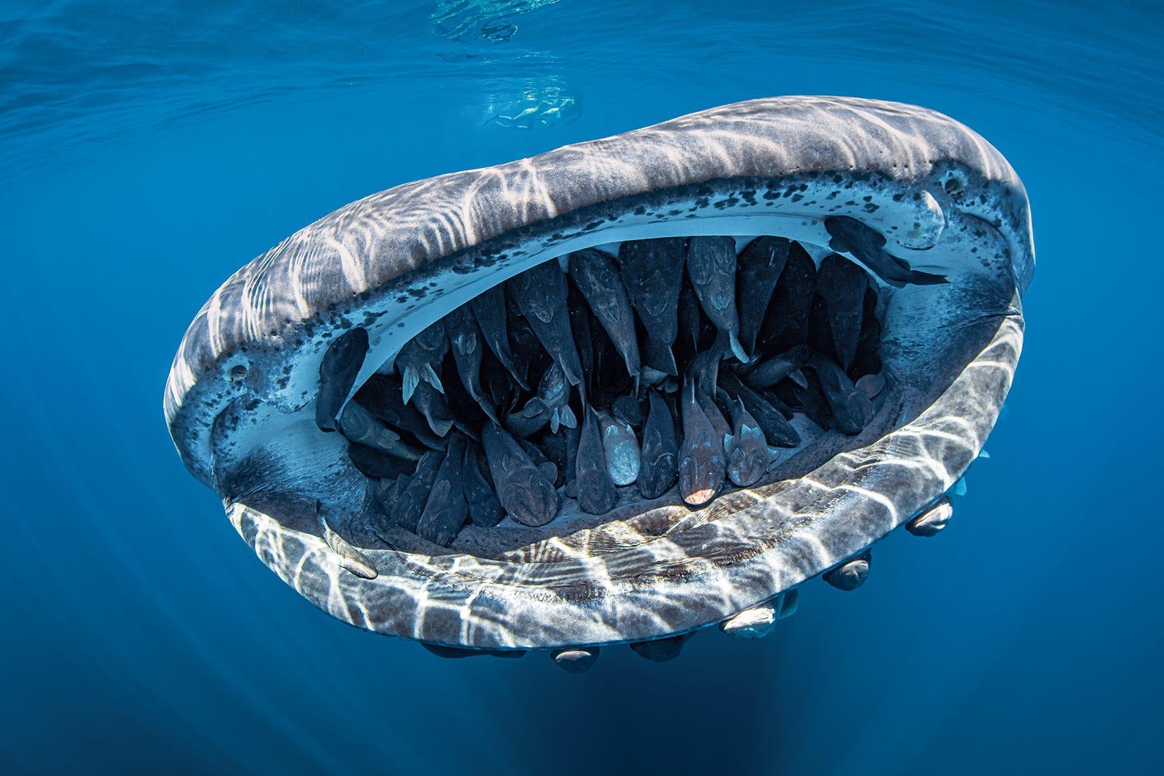 whale-shark-right-behind-you-a-photographer-shares-the-thrilling