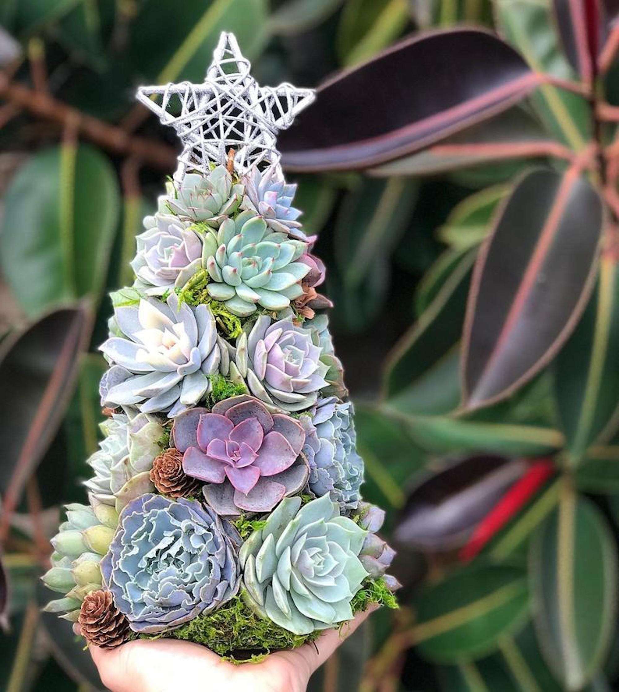 You can buy a succulent Christmas tree for your small space this