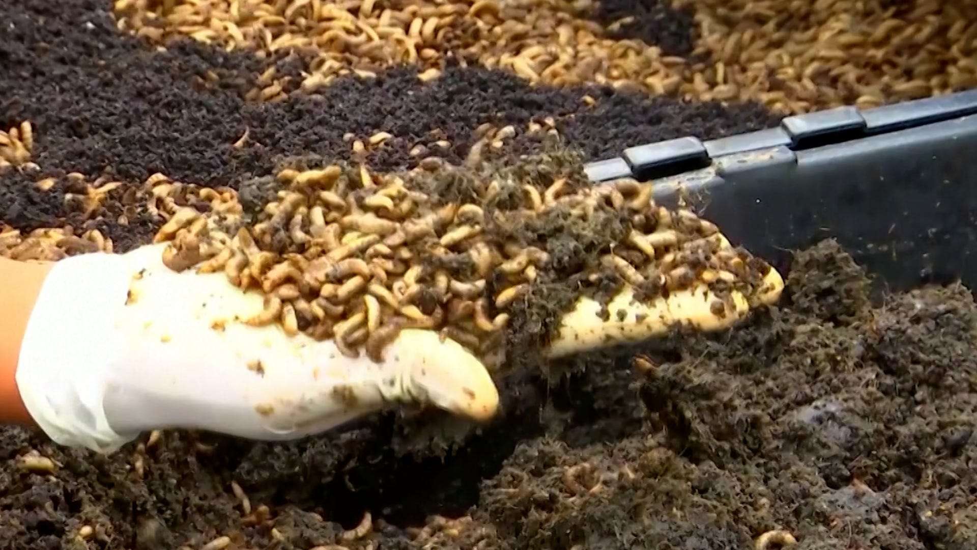 fly-larvae-eat-food-waste-and-can-be-turned-into-animal-feed-and-it-s