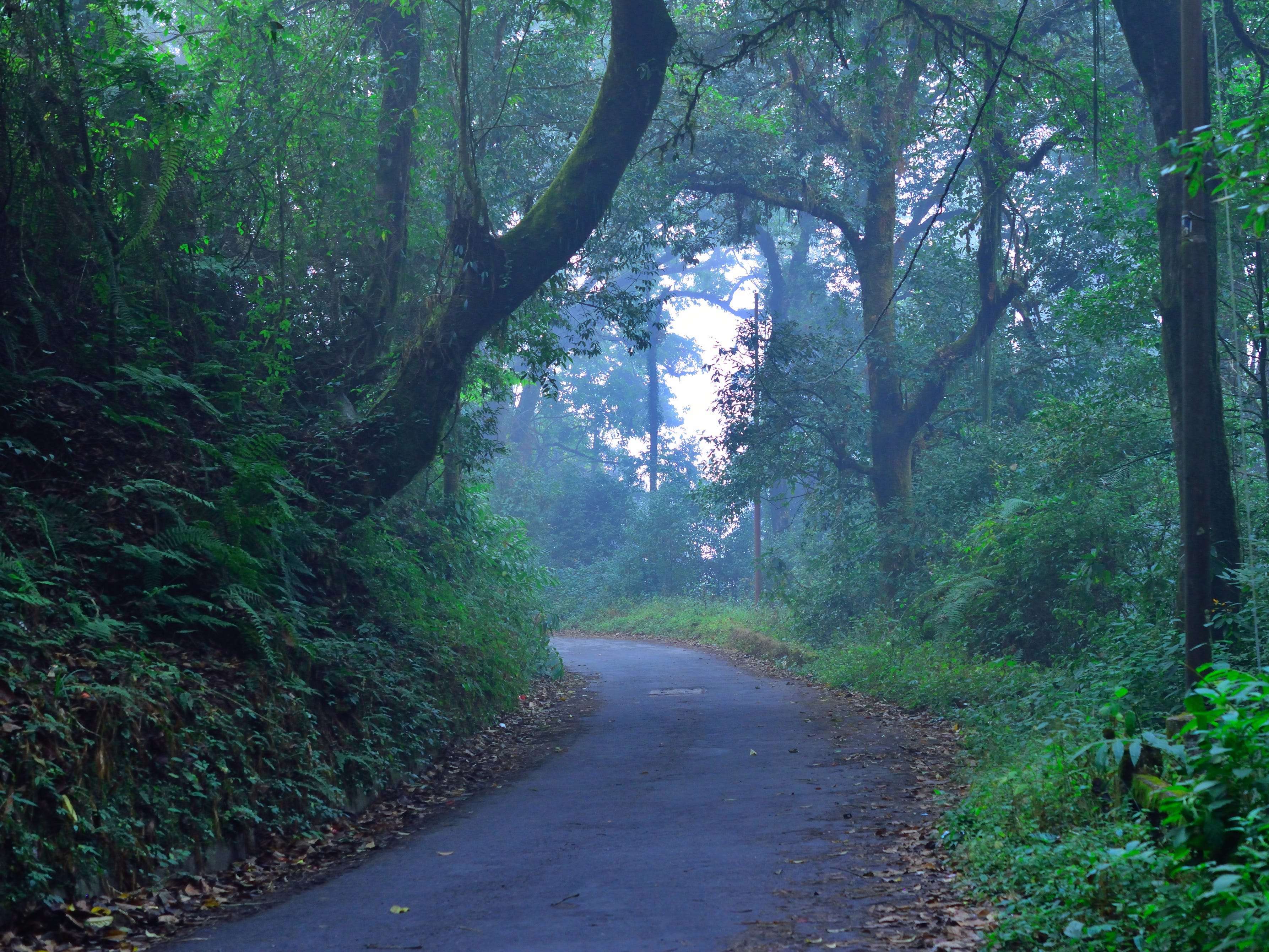 Haunted Forests Around The World