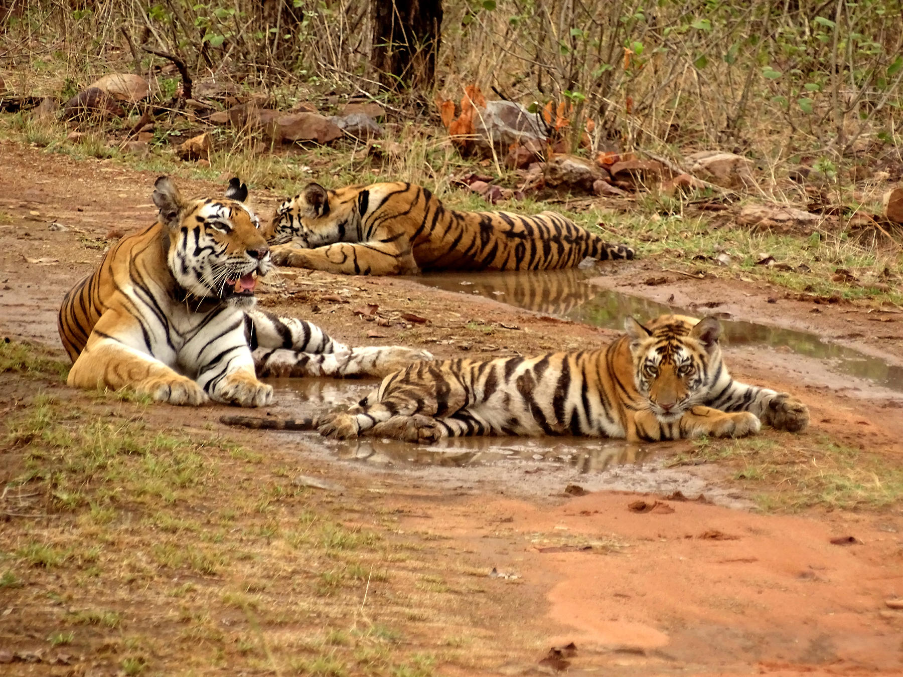 unesco-allots-india-s-panna-tiger-reserve-biosphere-reserve-status