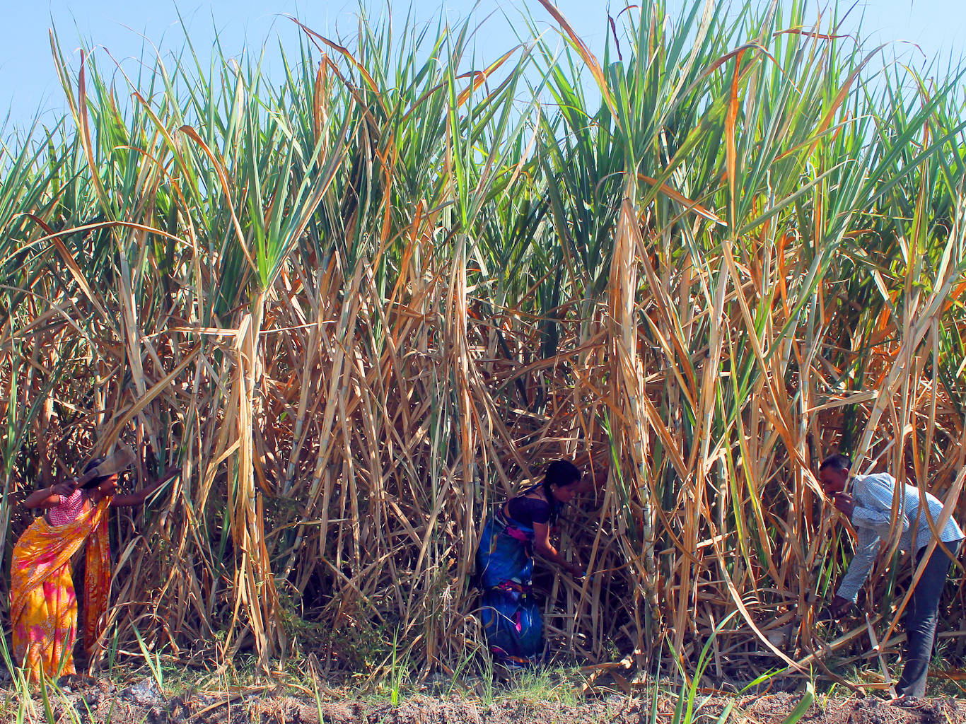 india-has-produced-twice-the-amount-of-sugar-in-the-first-2-months-of