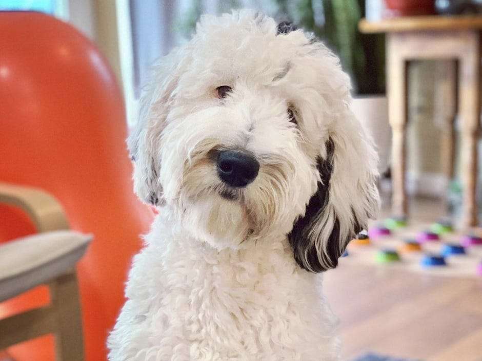 Meet Bunny, the TikTok famous 'talking' dog, who uses buttons to speak to her owner. Scientists