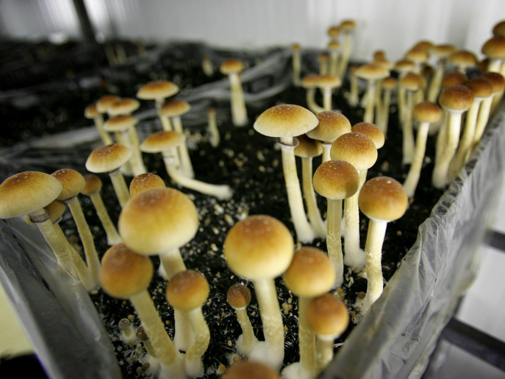 A Man Injected Himself With Magic Mushrooms And The Fungi Grew In His Blood Which Put Him Into Organ Failure Business Insider India