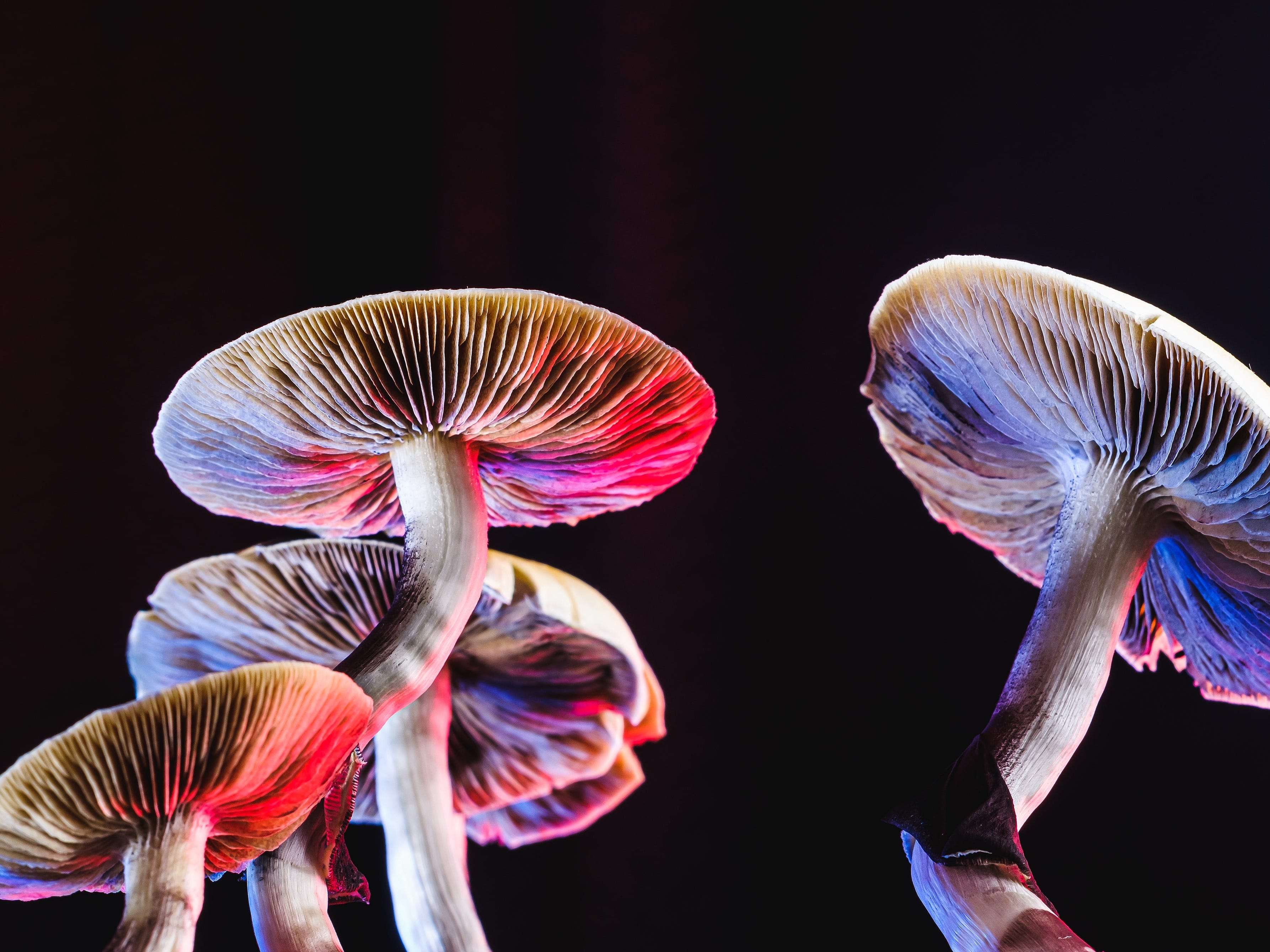 Researchers Believe Magic Mushrooms Have The Potential To Curb Obesity Business Insider India