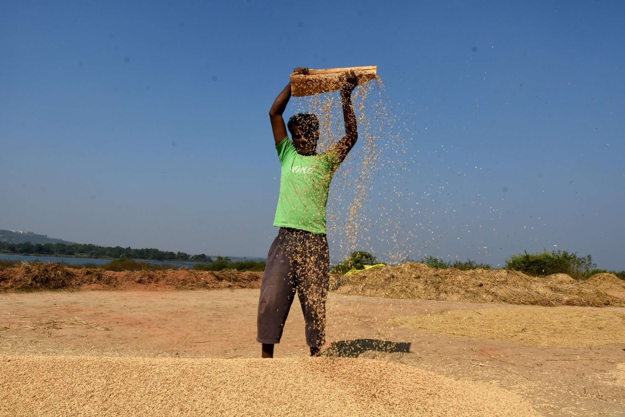 Telangana could soon become the rice bowl of India as production hits 1 ...