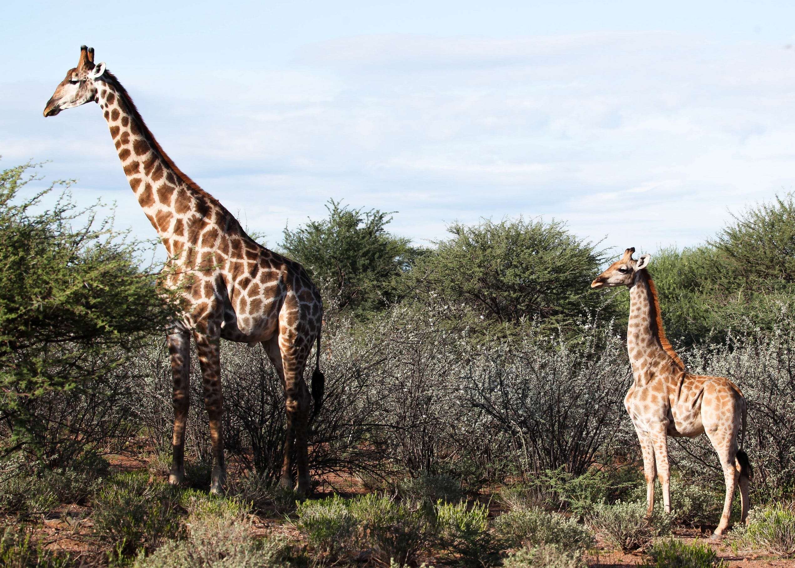 Dwarfism discovered in the world's tallest animal. Giraffes stunted by