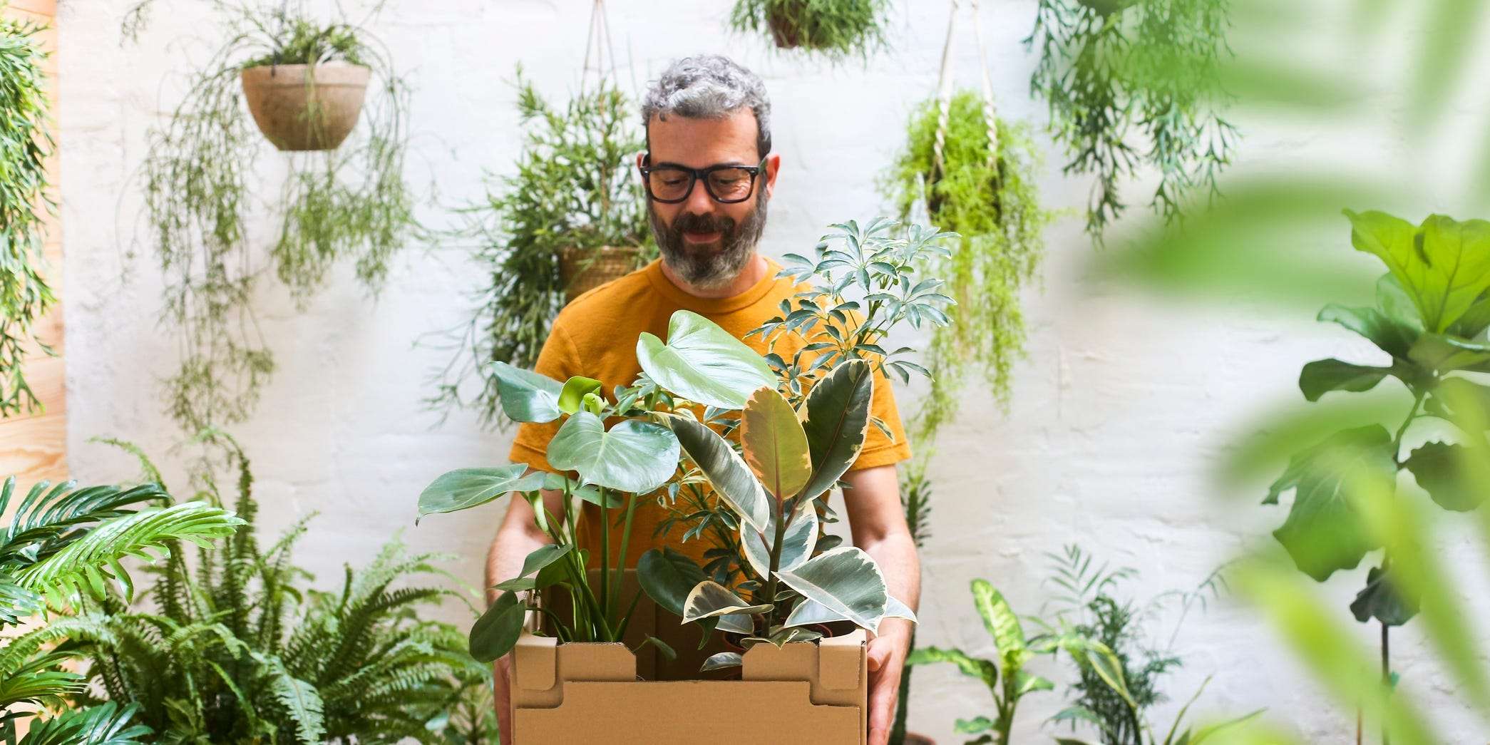 Do Plants Clean The Air Why Air Purifying Plants Are A Myth