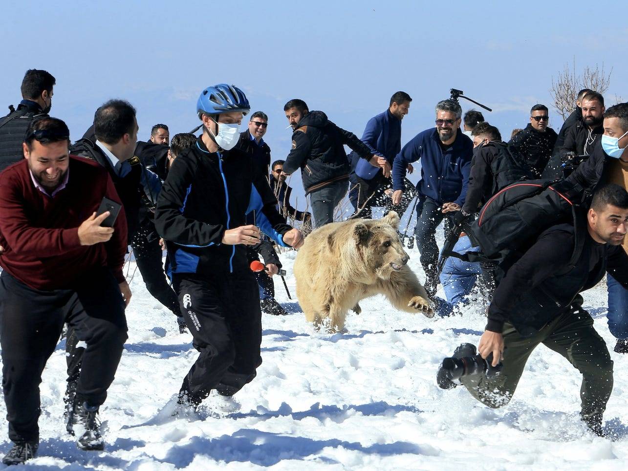 6 Bears Ran Amok And Caused Spectators To Flee For Their Lives Moments 