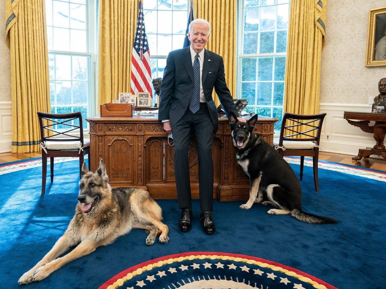 Biden's German shepherds have been sent home to Delaware after a 'biting incident' with White