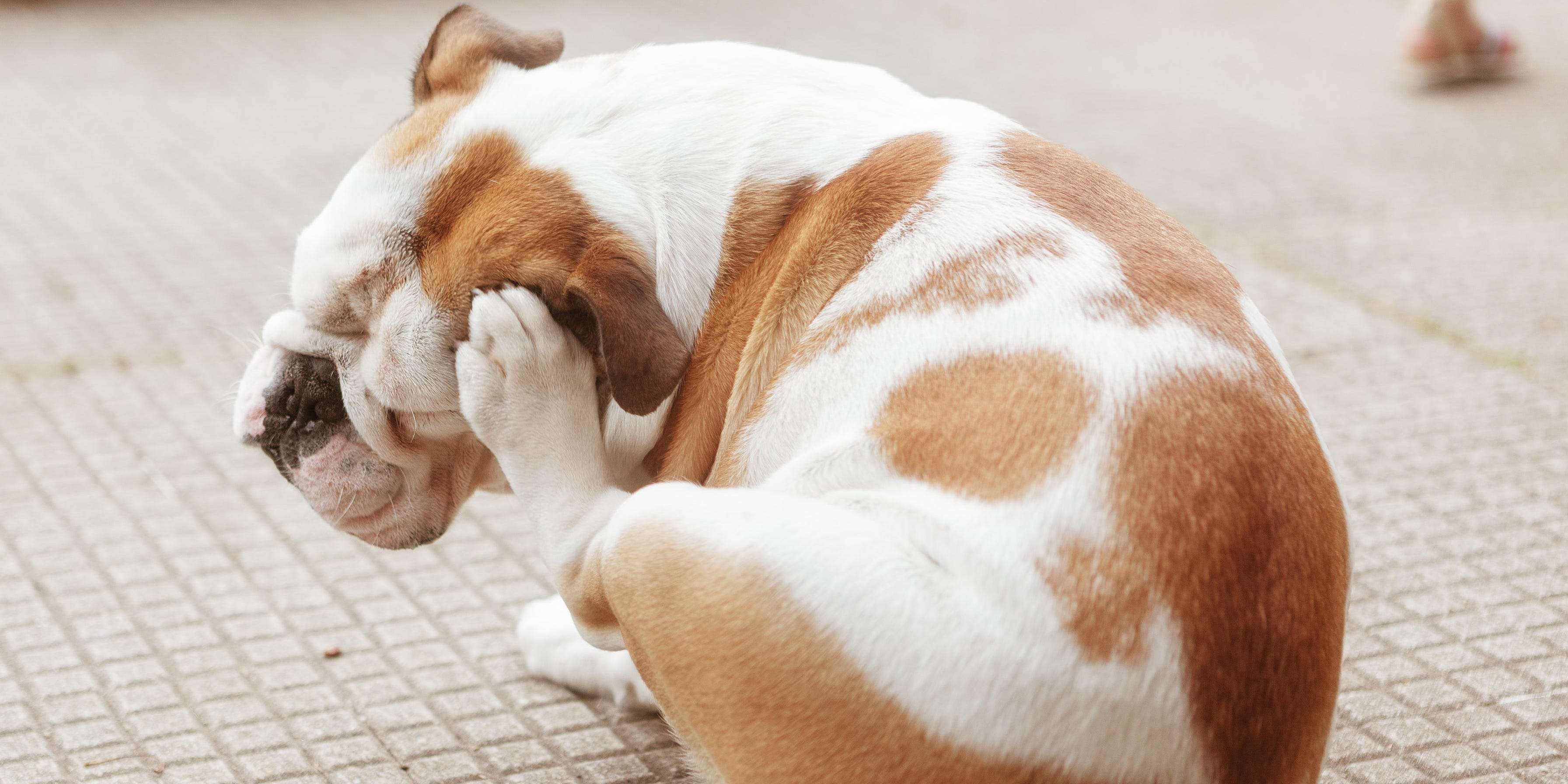 4-signs-that-your-dog-has-fleas-and-how-to-get-rid-of-them-business