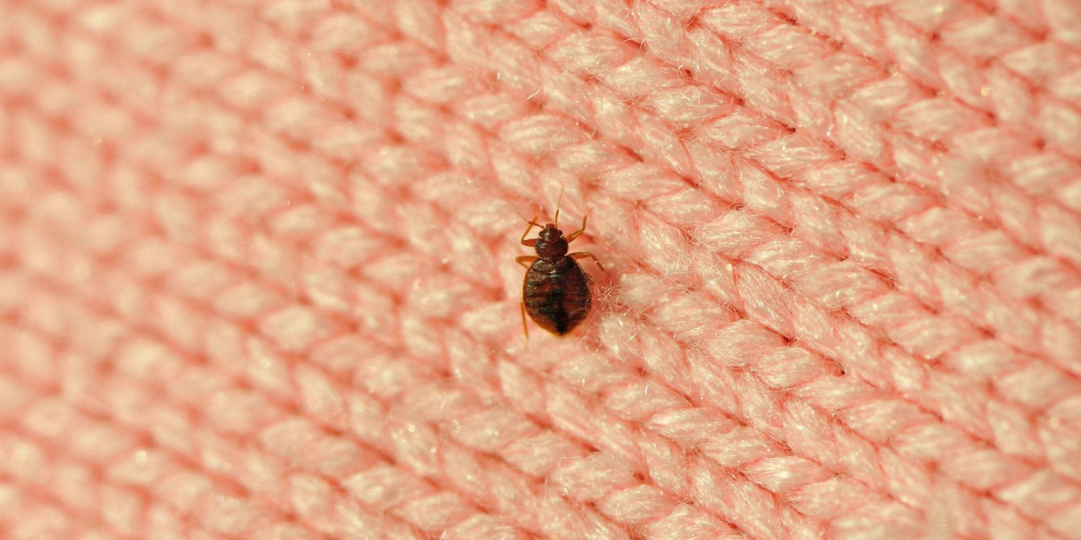 How to identify and treat bed bug bites | Business Insider India