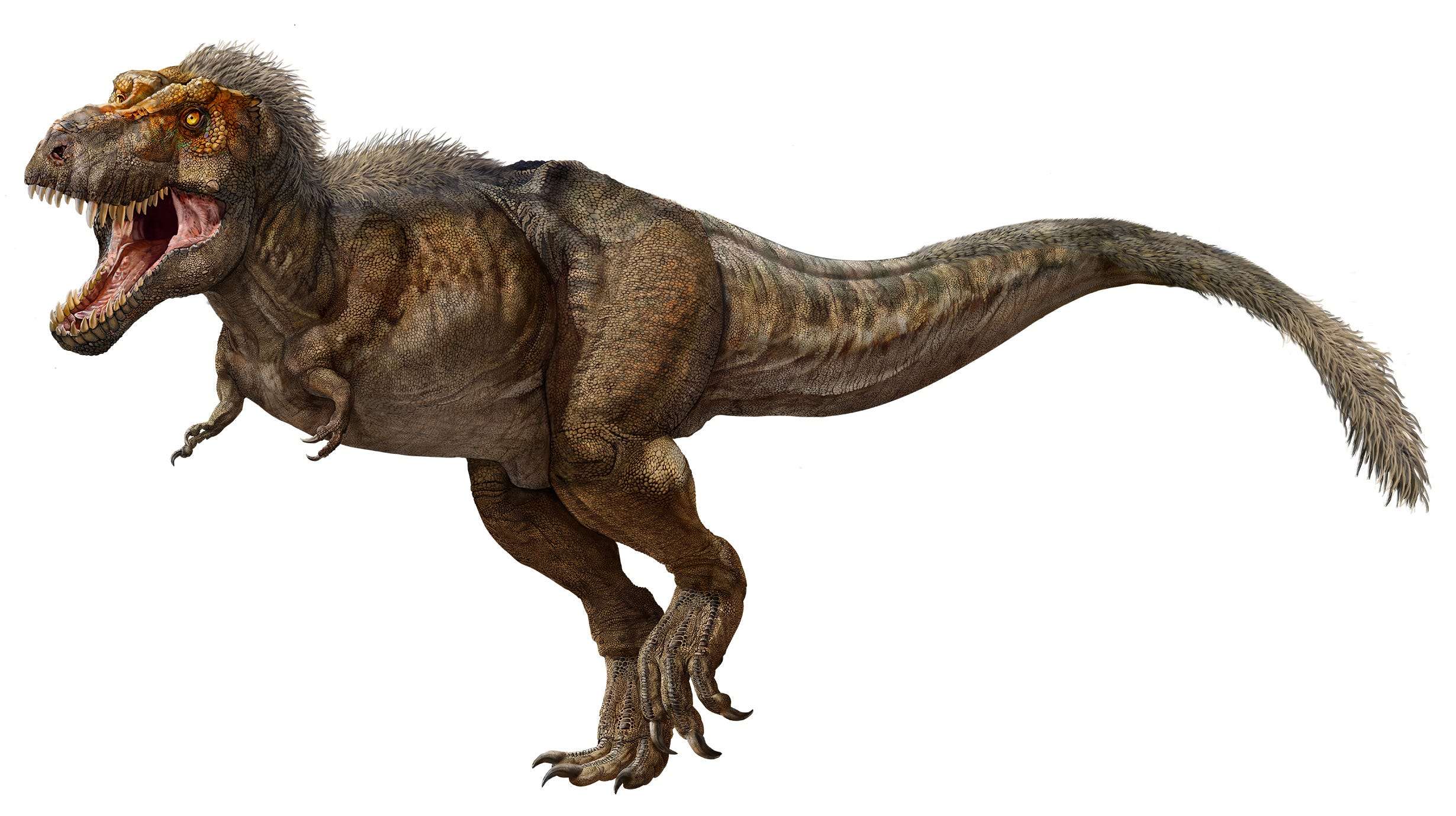 T Rex Discoveries Reveal How The Dinosaurs Hunted Walked And Grew