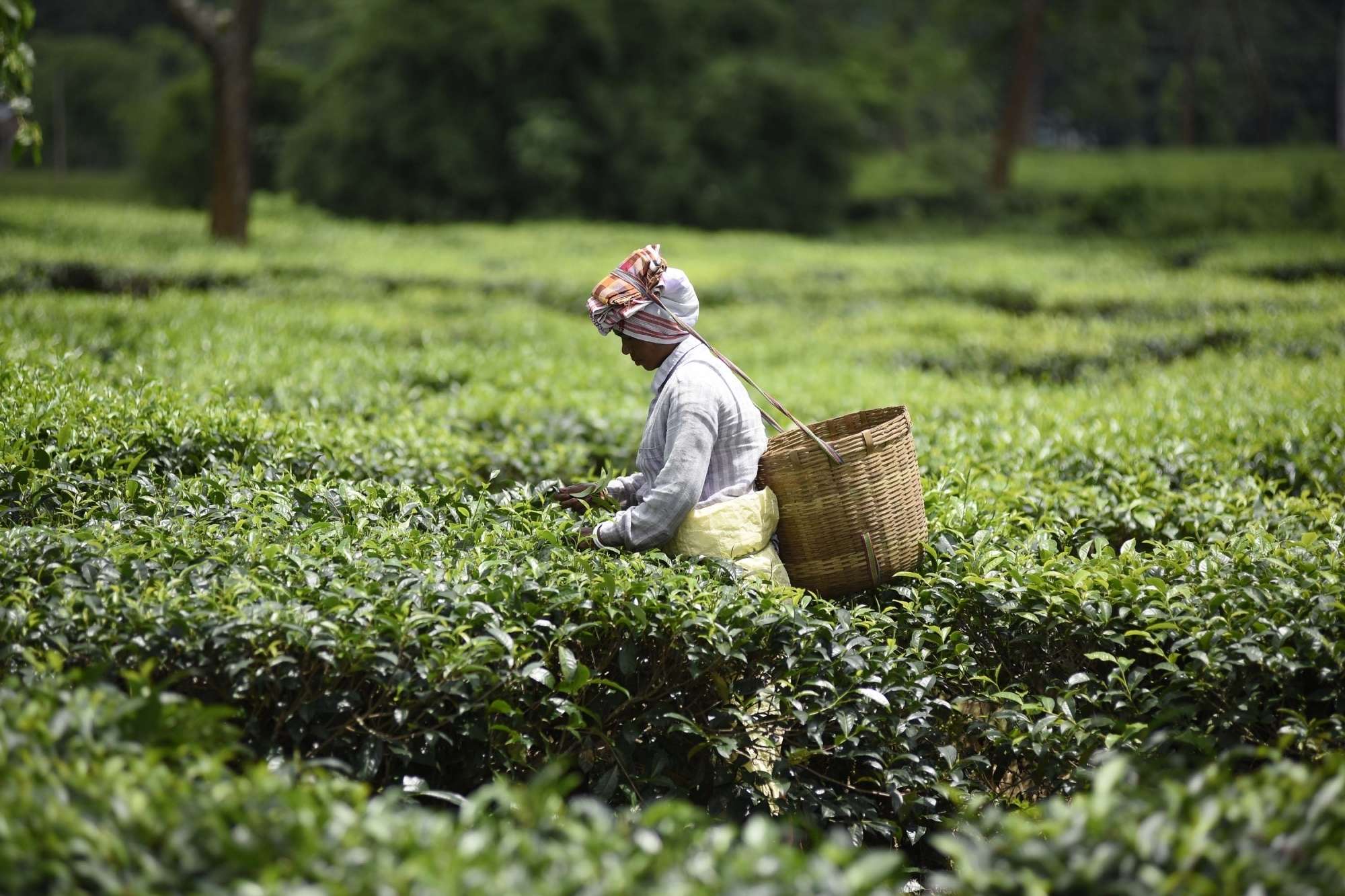 A cup of regular tea has never been this expensive in ...