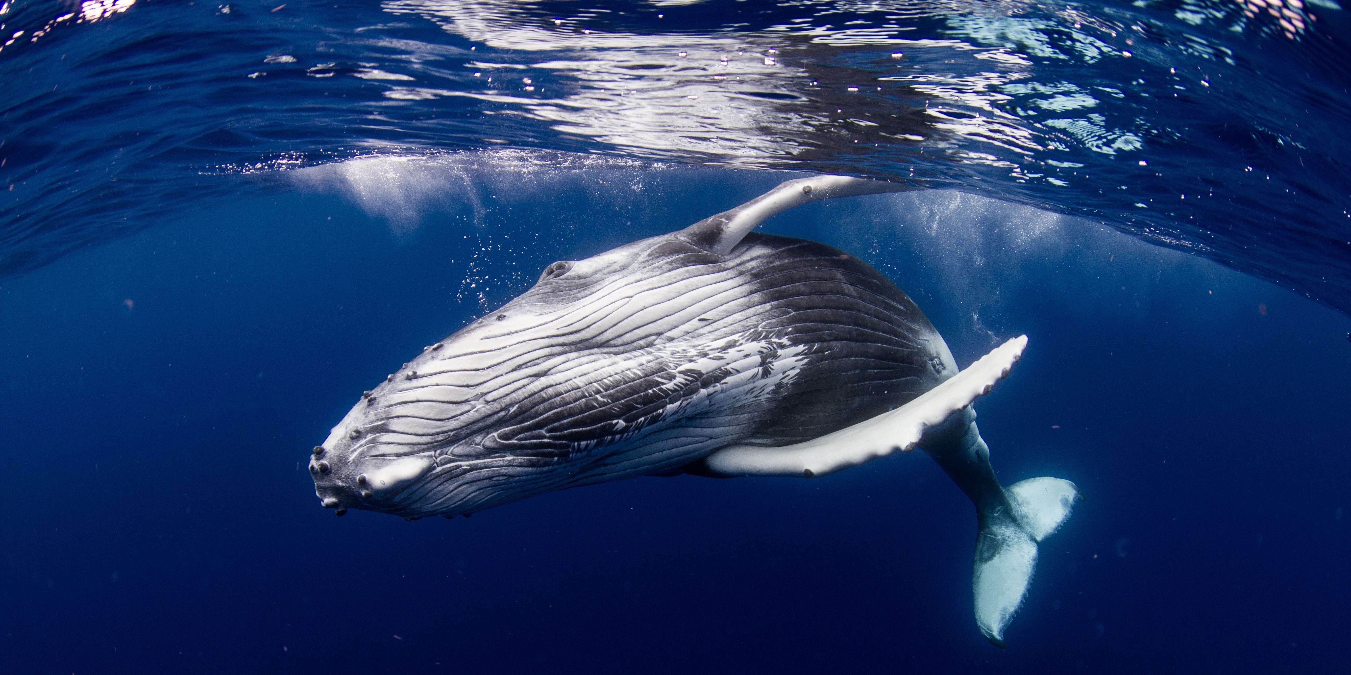 Самый красивый кит