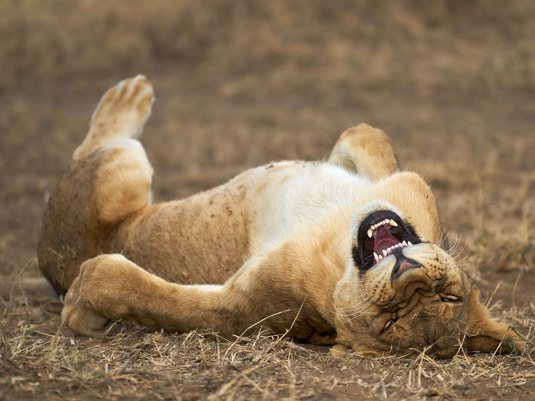 The Comedy Wildlife Photography Awards are open for submissions here