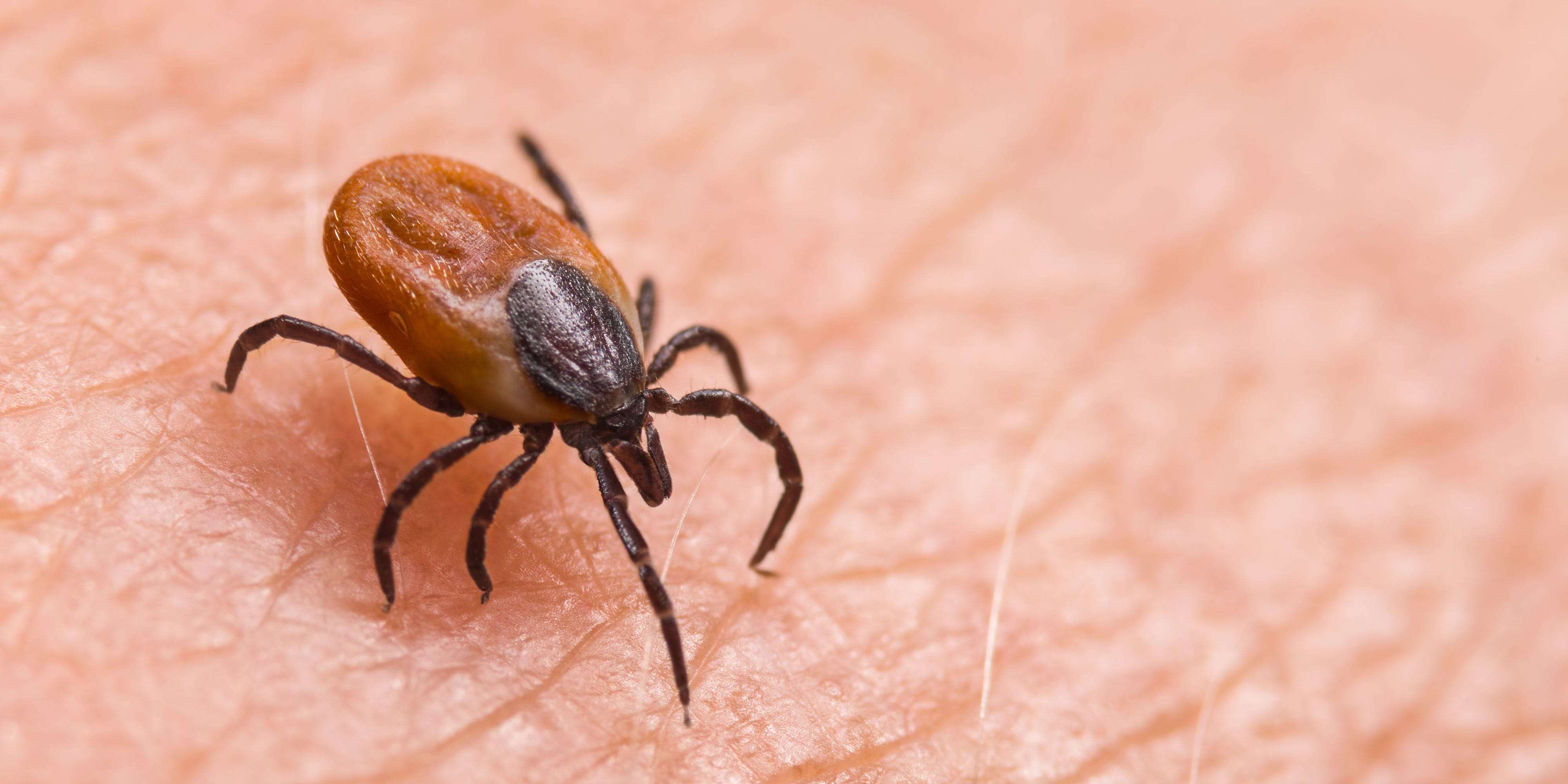 deer-ticks-can-cause-lyme-disease-here-s-how-to-identify-and-treat-a